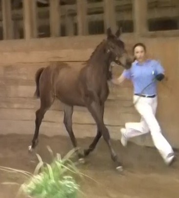 Seraphina HM winning Hanoverian IBC from Gerd Zuther