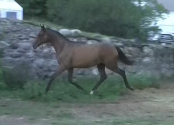 Seraphina as a yearling