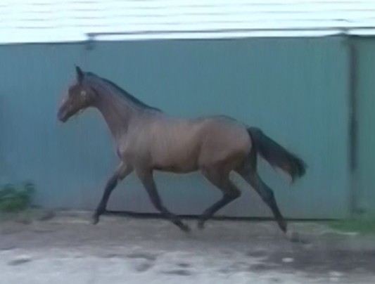 Seraphina as a yearling.