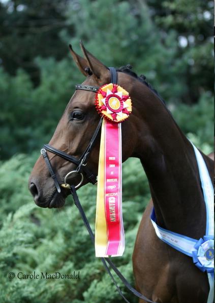 Seraphina HM - Reserve Champion Filly