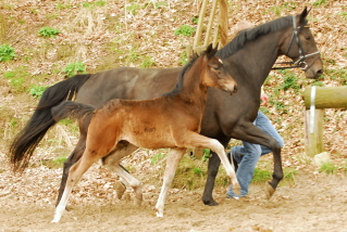 Saviola as a foal