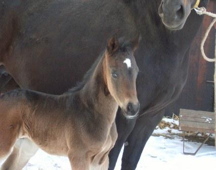 Saviola 5 days old