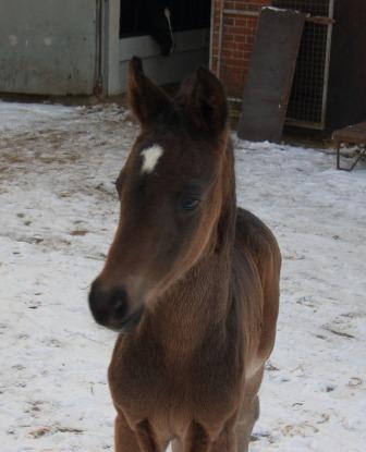 Saviola at 5 days old