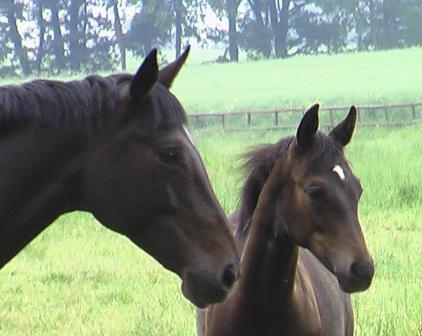 Saviola & SPS Pakesa (June 2006)