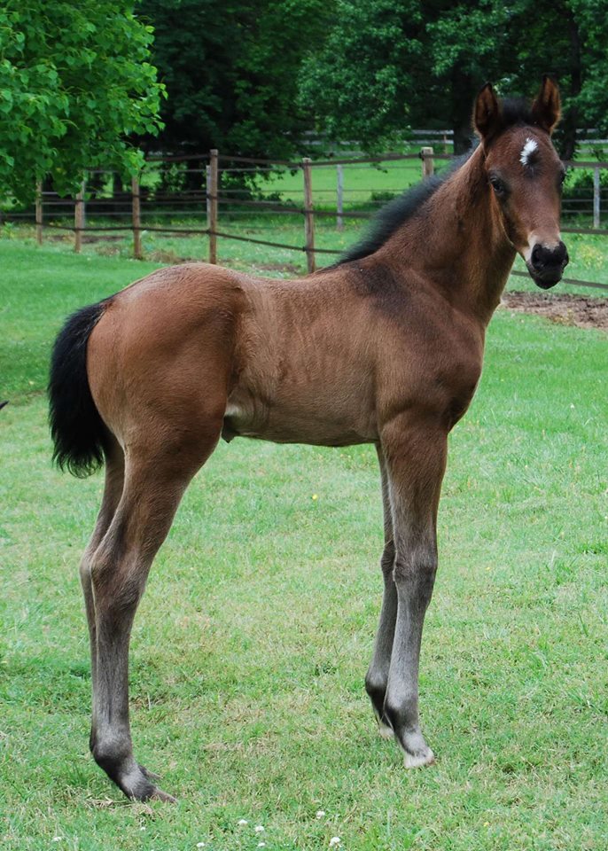 Solitaire Welt HTS as a foal.