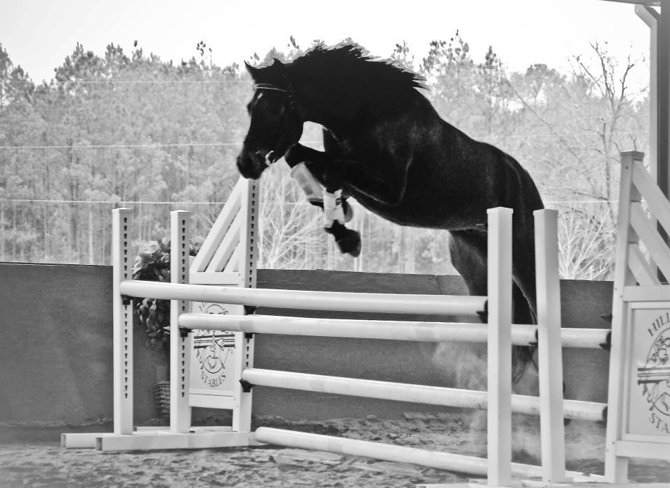 Solitaire Welt HTS free jumping at 4 yr old.