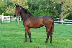 spectacular filly by Stedinger