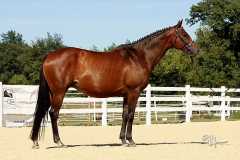 TB broodmare for sale, approved RPSI