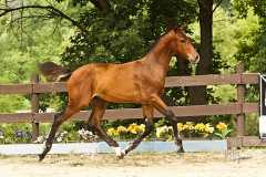 Premium GOV colt by Abke - Coriander