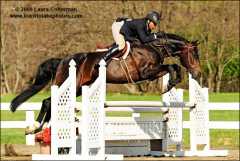 Romantic Star Elite Class 1 Hanoverian stallion