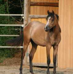 Pony Hunter Prospect sired by Top Sport Horse 