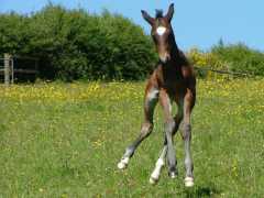 STUNNING 09 DRESSAGE COLT BY SPIELBERG
