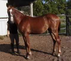 Filly (imported in utero) by Concode
