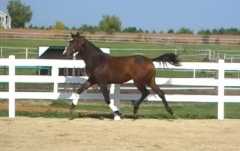 Balou de Rouet filly