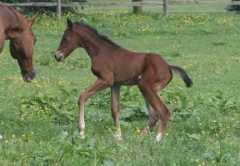 Dressage Royal Premier Colt for sale
