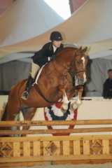 Federalist Hanoverian stallion 