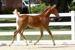 Filly by ES Werbellin