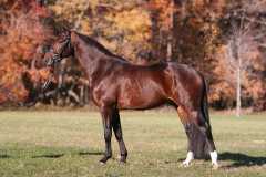 Harmony's Wamberto