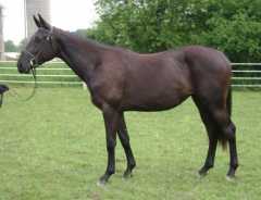 Tall, dark and BEAUTIFUL Dutch/Trak-TB filly!