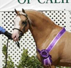 Imported Royal Welsh Champion/US National Champion