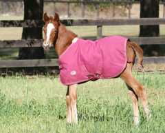 Gorgeous Westporte X Joy (Jupiter)