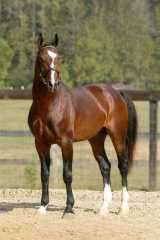 Ruben O imported Dutch stallion by Ulft 1/2 price
