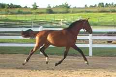 Dutch gelding by Sir Donnerhall