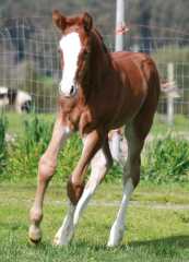Stunning Hunter foal by Hunter stallion Redwine