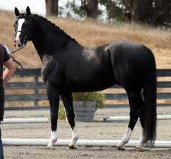 Redwine, imported black Hanoverian