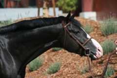 Aloha - Beautiful black hunter stallion