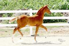 Premium filly by Redwine