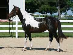 Filly by Sempatico M