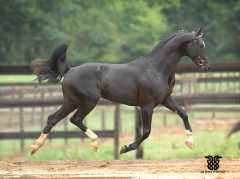 “Don De Marco” Black Oldenburg stallion