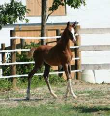 Flashy &amp; Fancy Sabino HG Esquire  Son 
available 