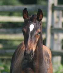 Waldaire Premier Colt for sale
