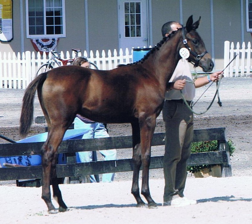 Sebastian HM