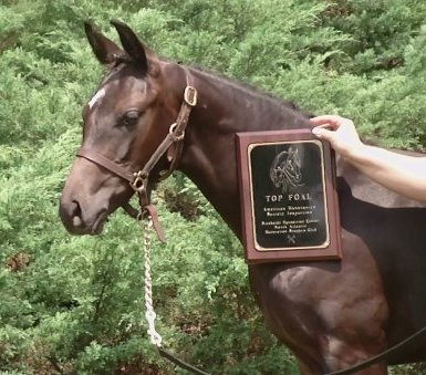 Top Filly 2009